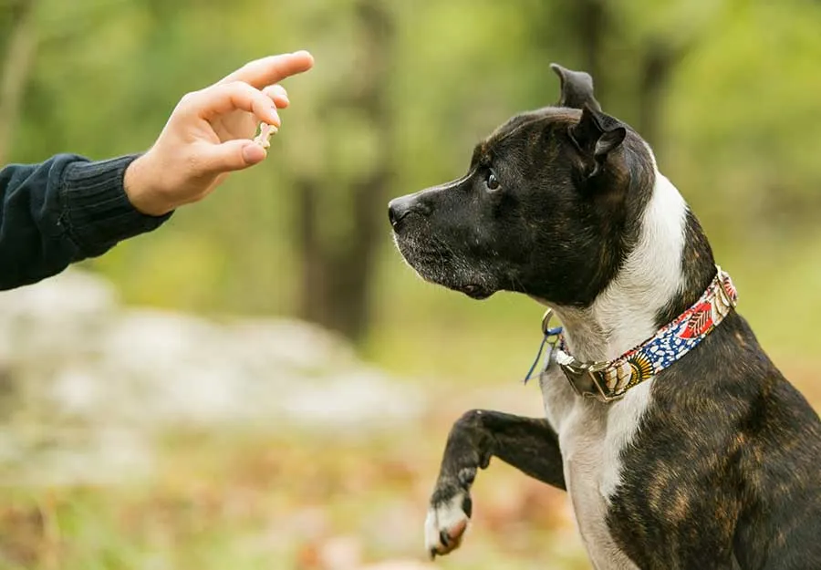 Follow Up Dog Training Sessions Phoenix: Keep Your Dog Learning and Thriving